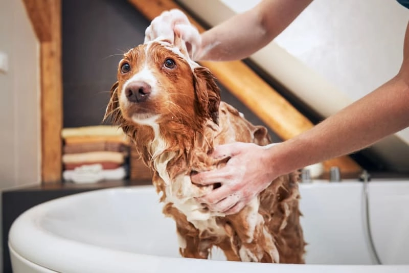 Improving Brushing Sessions for Nervous Pets