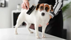 brushing techniques for nervous pets